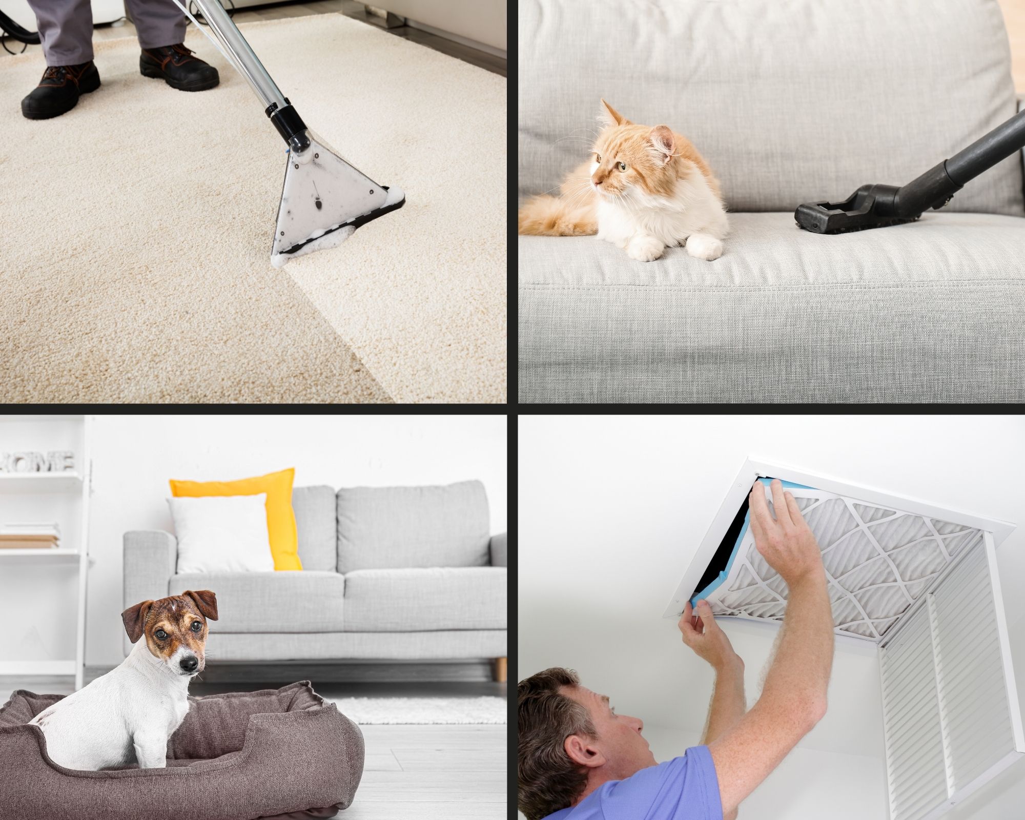 Five Steps To Keep Your House From Smelling Like Your Pets