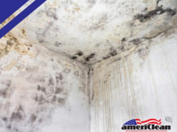 I Found Mold in My House. What Now_ -blog