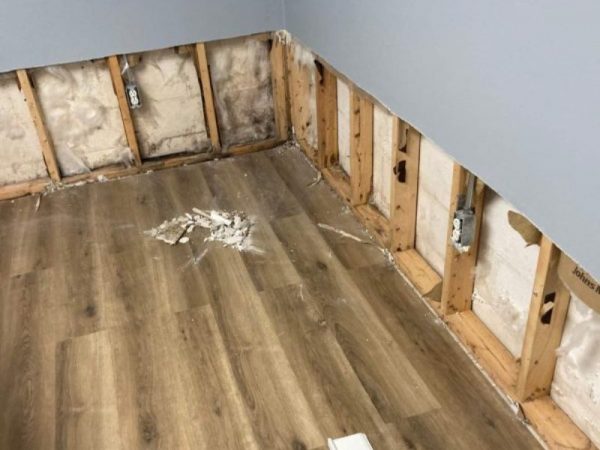 Mold vs Mildew_ Differences, Risks, and Removal Solutions - blog