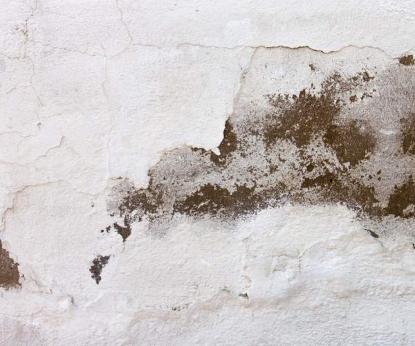 damaged white wall with mold