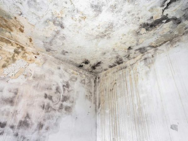 ceiling and wall with mold