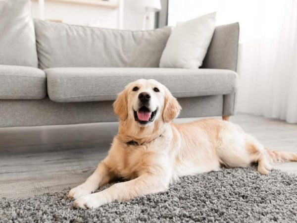 Domestic Animal. Closeup portrait of cute dog lying on the gray floor carpet indoors in living room at home, happy golden retriever resting near couch, modern house interior, free copy space