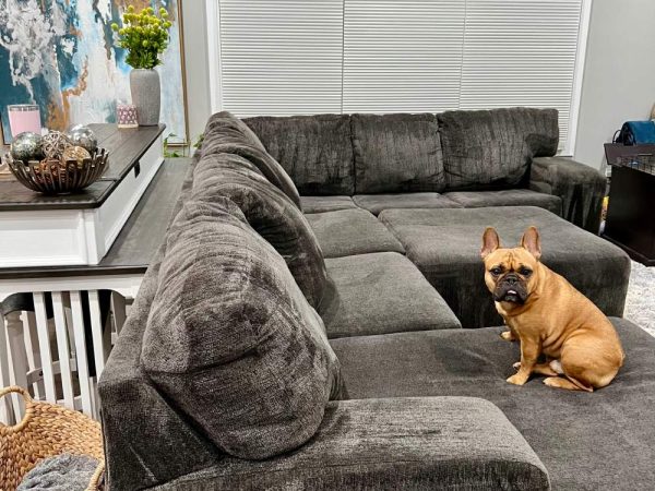 clean gray sectional couch with dog sitting on it